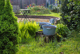 Fototapeta  - rustic garden -  fern and plants in tin tub