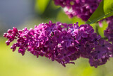 Fototapeta  - blooming lilac flowers. Macro photo, soft focus