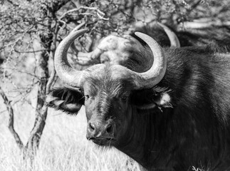 Poster - Cape Buffalo