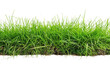 PNG Beautiful green grass border vegetation plant lawn.