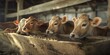 Calm brown cows calmly eating at a feeding trough inside a rustic barn, capturing a serene farm life scene