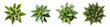 Top view set of green png houseplants, succulent aloe vera and regular house pot plant collection, leaves