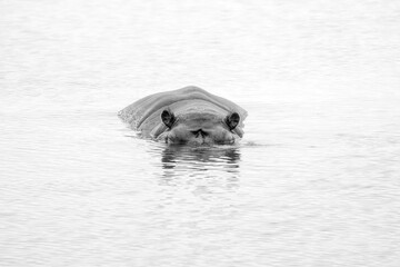 Poster - Hippopotamus