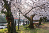 Fototapeta Desenie - White sakura bloom by river at sunrise in Ureshino onsen park
