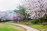 Fototapeta Desenie - sakura cherry tree tunnel in Ureshino onsen park, Saga