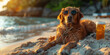 A golden retriever dog wearing sunglasses lounging on the beach with an orange cocktail next to it. Created with Ai