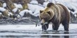 A brown bear is swimming in a river with a fish in its mouth