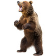 A grizzly bear standing on its hind legs, roaring ferociously on a white background