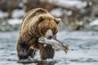 Brown Bear Swimming in River with Fish in Mouth Wildlife Nature Success