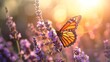 A monarch butterfly on a lavender flower in the morning sun