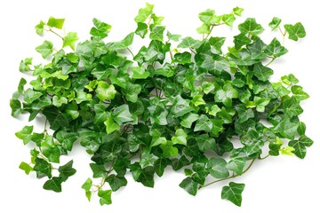 creeping ivy top view of a patch of creeping ivy, showing its dense leaf coverage and trailing growt