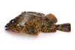 Japanese marbled rockfish (Kasago) isolated on white background