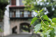 A leafy green branch is seen in front of a building