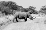 Fototapeta Konie - White Rhino