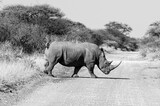 Fototapeta Konie - White Rhino