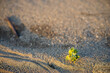 A small plant is growing in the sand