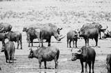 Fototapeta Konie - White Rhino And Buffalo