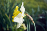 Fototapeta  - żonkil,Narcissus jonquilla L.