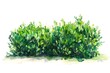 Watercolor depiction of a boxwood shrub, side profile on white, for garden designs