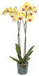 Orchidée phalaenopsis jaune en pot