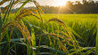 ripe rice on the plantation farming