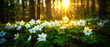 © Odin - Spring banner with beautiful sunny woodland glade with blooming white anemone flowers in spring. Wallpaper, backdrop. Generative AI