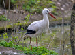 large white stork standing on the shore