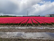 rain shower over field of red tulips and high-voltage pylons