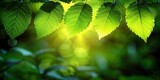Fototapeta  - A vibrant green leafy plant