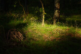 Fototapeta Do pokoju - Sunlight in the forest at night. Beautiful natural background 