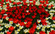 Red and white tulips background