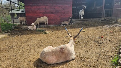 farm animals in enclosure