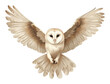 PNG  Common barn owl animal flying bird.