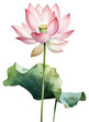 PNG Watercolor lotus flower plant lily white background.