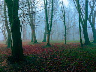 Wall Mural - Strange autumn forest in a mysterious fog. Mystical landscape. Fairytale misty woods in the morning.