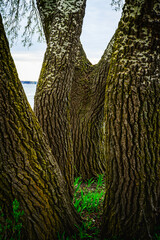 Wall Mural - Weeping White Birch Tree, Betula pendula, close-up on the brown bark along the Lake Monona in Olin Park, Madison, Wisconsin, USA