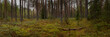 picturesque green pine mossy forest. widescreen panoramic side view