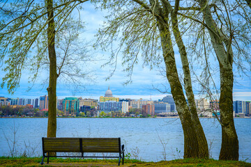 Weeping White Birch Tree and empty bench at Olin Park, Madison, Wisconsin, USA, Madison city skyline and Wisconsin State Capitol building in the distance