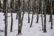 beeches covered with snow on a winter's day in nature reserve Kruisbergse Bossen
