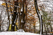 beeches covered with snow in a nature reserve called Kruisbergse bossen