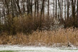 reeds in a snowy landscape in nature reserve Kruisbergse Bossen