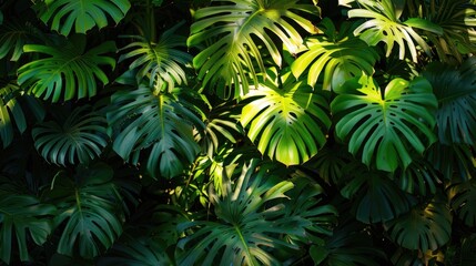 Fresh foliage s play of light and shadow