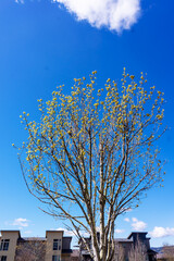 tree in the sky