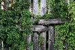 Old weathered wooden fence overgrown with wild grapes