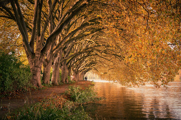 Wall Mural - Baldeneysee, Essen Herbst