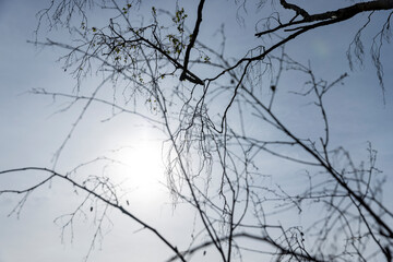 Wall Mural - beautiful trees in warm spring weather with the first foliage