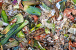 Compostage - compost vu du dessus, avec de nombreuses épluchures de légumes, de coquilles d'oeuf, de biodéchets