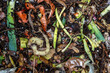 Compostage - compost vu du dessus, avec de nombreuses épluchures de légumes, de coquilles d'oeuf, de biodéchets