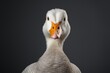 Portrait of a white domestic goose isolated on a gray background