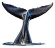 PNG A real humpback whale tail animal white background splashing.